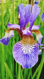 Close-up of purple flower