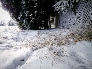 Trees on snow covered field