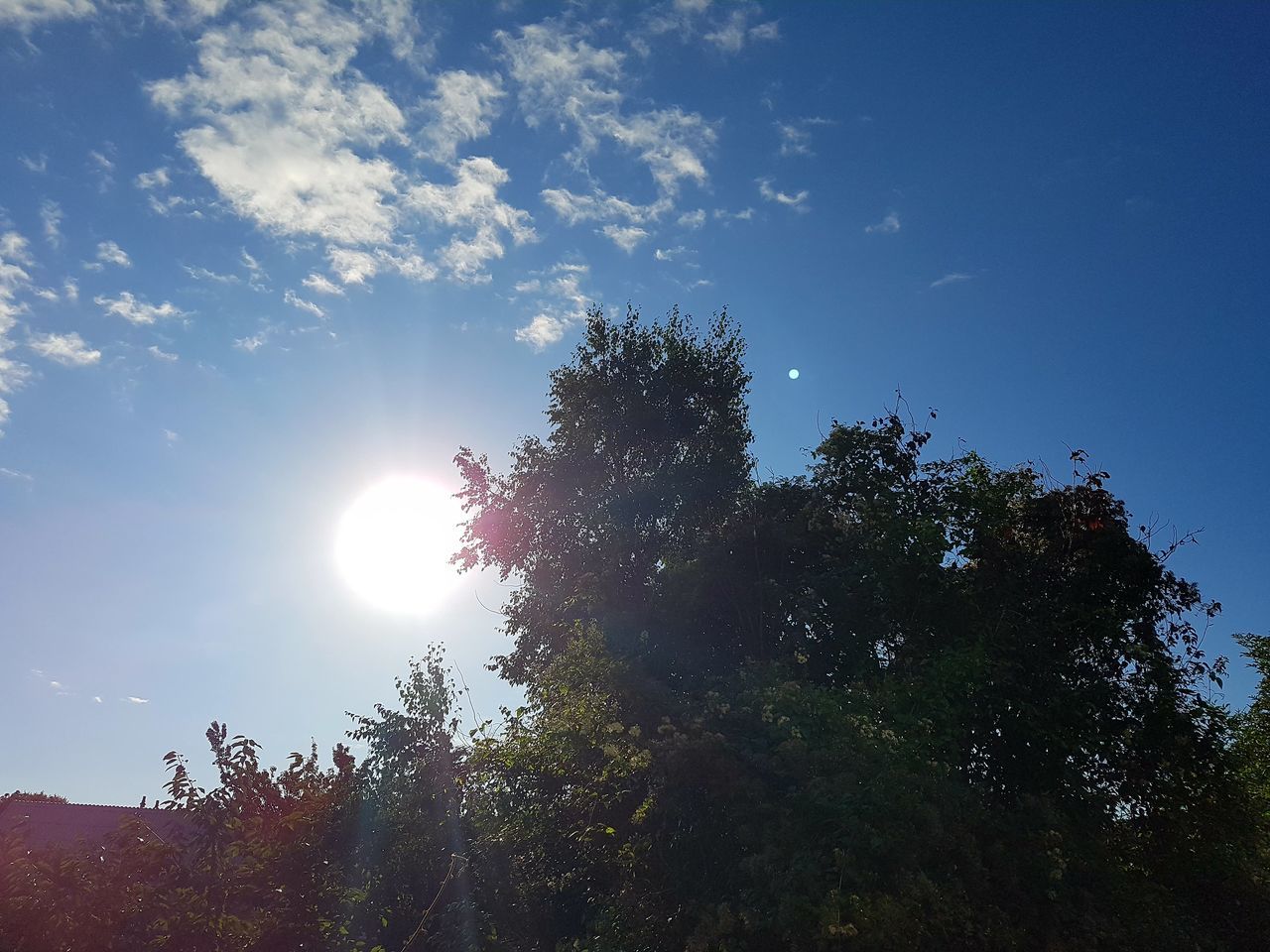 LOW ANGLE VIEW OF TREES AGAINST SKY