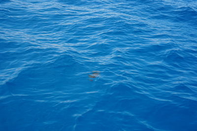 High angle view of fish swimming in sea