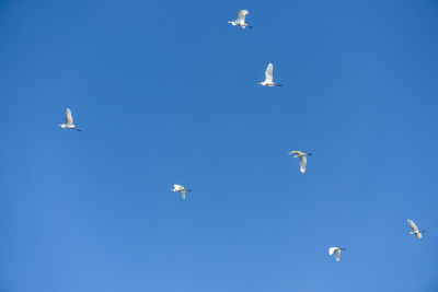 Low angle view of seagulls flying in sky