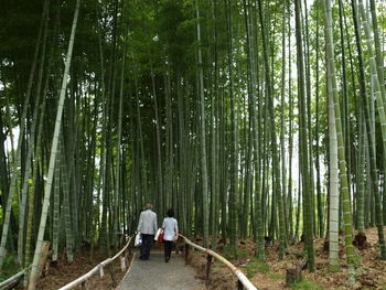 Rear view of people walking in bamboo forest