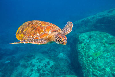 Turtle swimming in sea