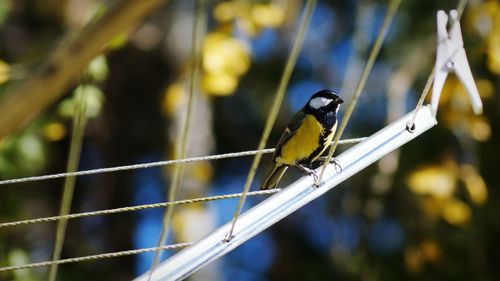 Great tit perching on clothesline