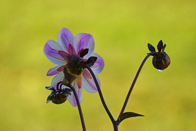 Close-up of purple flowering plant