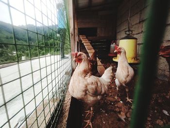 View of birds in cage