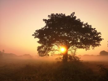 Silhouette single tree on field against sky during foggy morning 