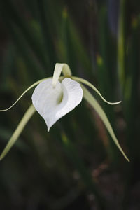 Close-up of white flowers