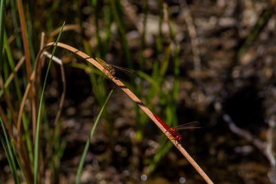 Close-up of insect on plant at field