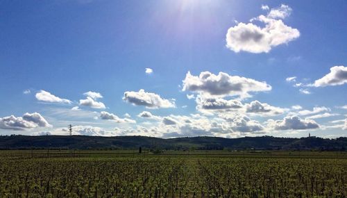 Scenic view of agricultural field against sky