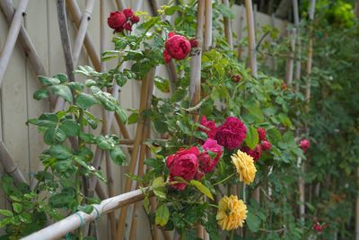 Close-up of red flowers blooming outdoors