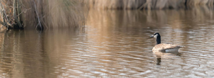 Duck swimming in lake