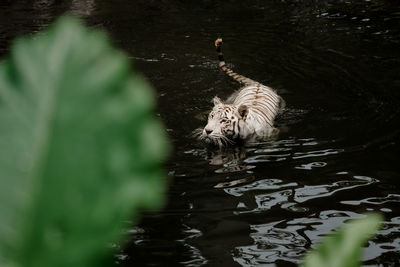 View of duck swimming in lake