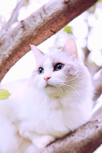 Low angle view of white ragdoll cat resting on tree