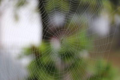 Close-up of spider on web