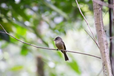 Bird perching on branch