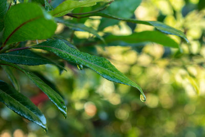 Close-up of wet plant leaves