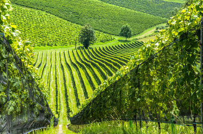 Scenic view of agricultural field