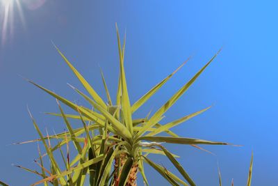 Low angle view of plant against clear blue sky