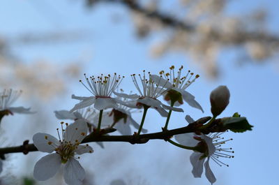 Close-up of white cherry blossom tree