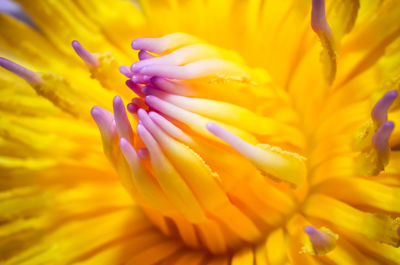 Close-up of yellow flowering plant