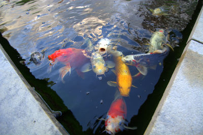 High angle view of koi carps swimming in pond