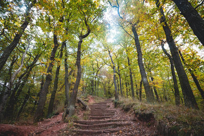 Trees in forest