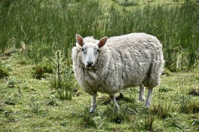 Sheep standing in a field