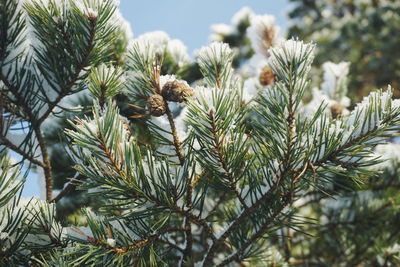 Close-up of pine tree during winter