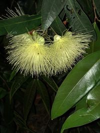 Close-up of white flowering plant