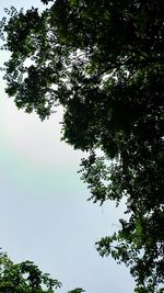 Low angle view of tree against sky