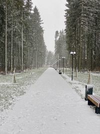 Road amidst trees in forest during winter