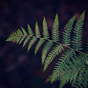 The ferns plants