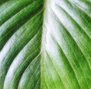 Full frame shot of fresh green leaf