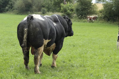 Bovine .large bull