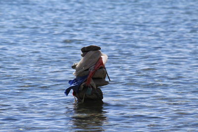 View of bird in water