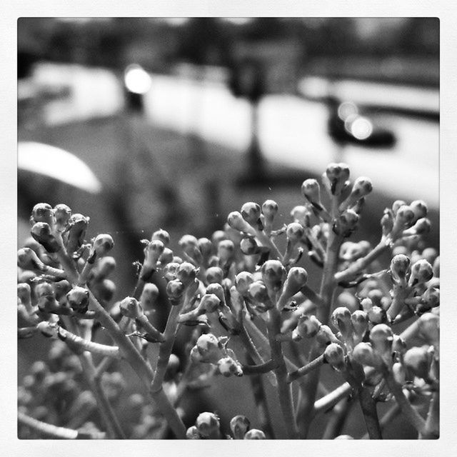 transfer print, focus on foreground, flower, close-up, auto post production filter, growth, freshness, selective focus, fragility, plant, beauty in nature, bud, nature, stem, petal, flower head, outdoors, no people, day, new life