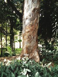 Close-up of tree trunk in forest