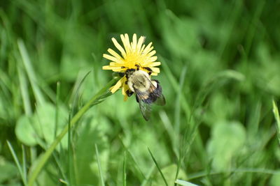 Bee pollinating flower