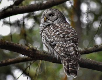 Close-up of owl perching on tree