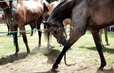 Horses in ranch