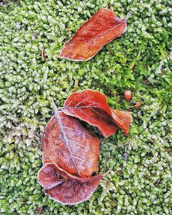 High angle view of red leaves on plant