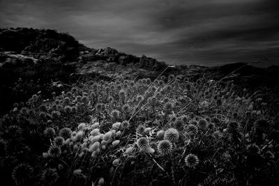 Scenic view of landscape against cloudy sky