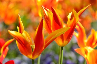 Close-up of yellow and red flowers