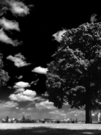 Trees against cloudy sky