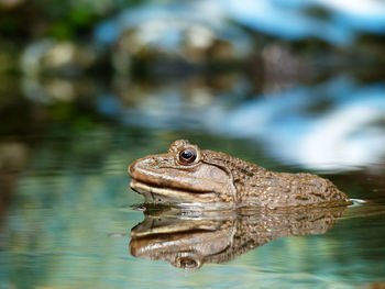 Close-up of frog in water with reflection