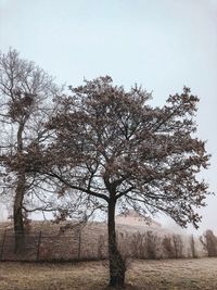 Trees on field against clear sky