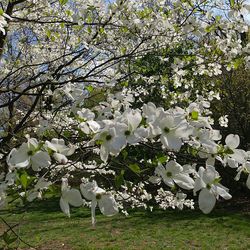 White flowers blooming on field