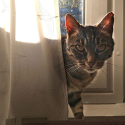 Close-up portrait of a cat