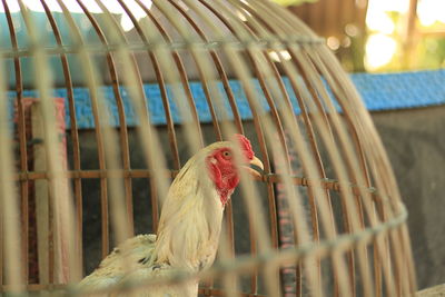 Close-up of a bird in cage